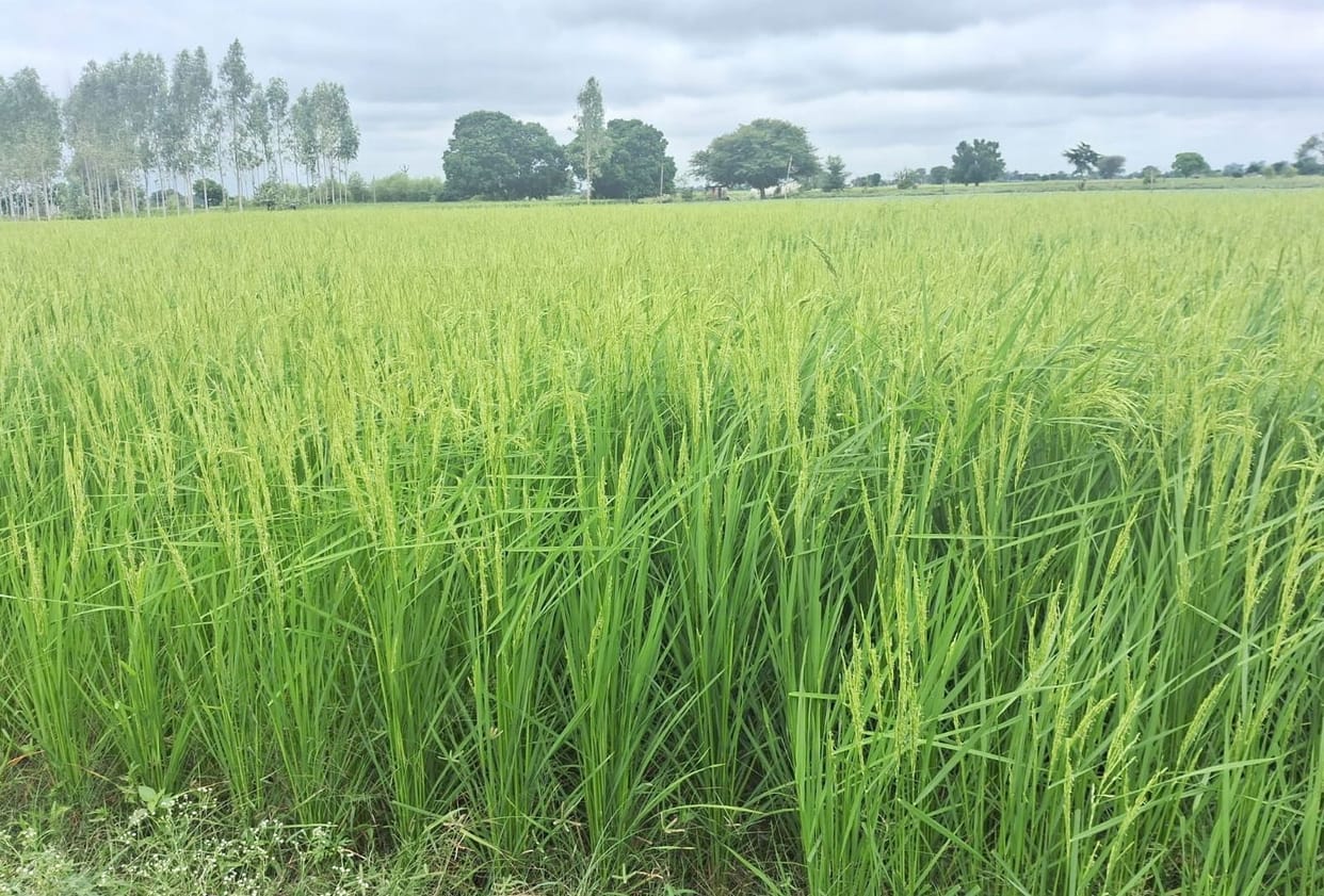 Stress worm and brown hopper pests reached paddy