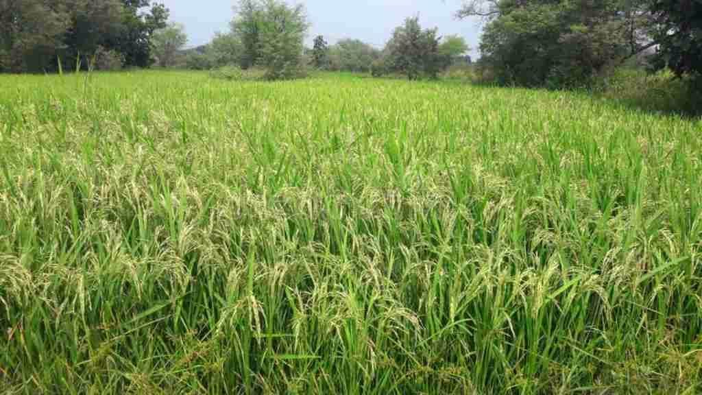 Opened Meri Fasal Mera Byora portal and gave relief to farmers