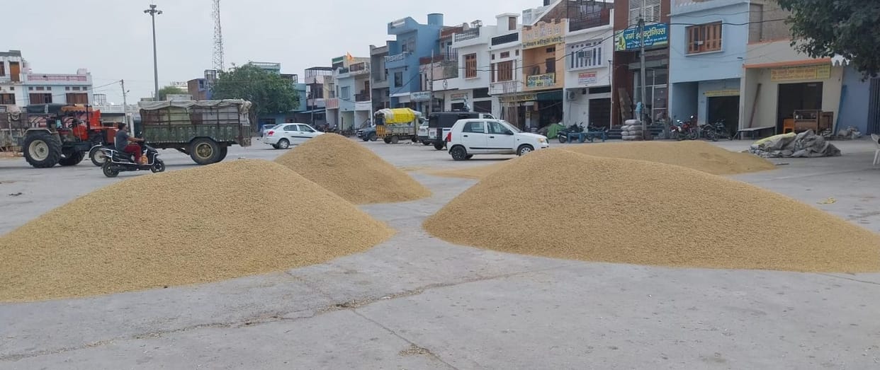 Arrival of 1509 variety of paddy also started in Uchana market.