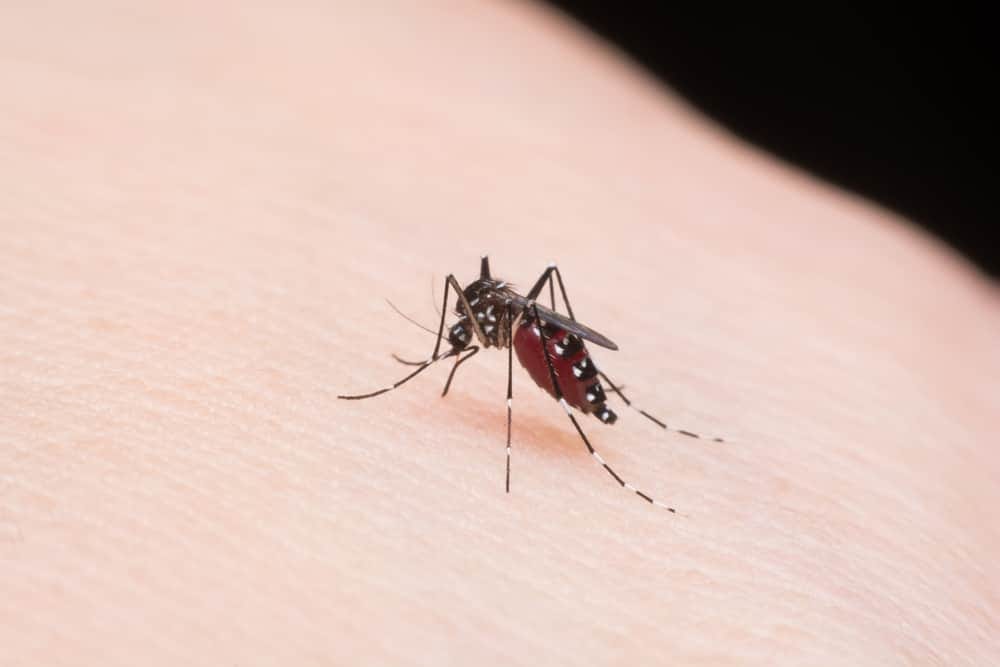 Be careful: Dengue larvae can grow even in one spoon of water