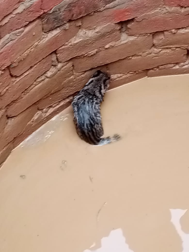Panic due to rumor of wolf, turned out to be a beaver