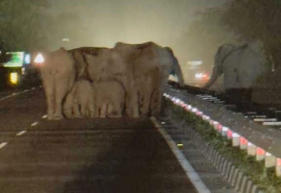 Herd of elephants came on Lalkuan-Haldwani highway
