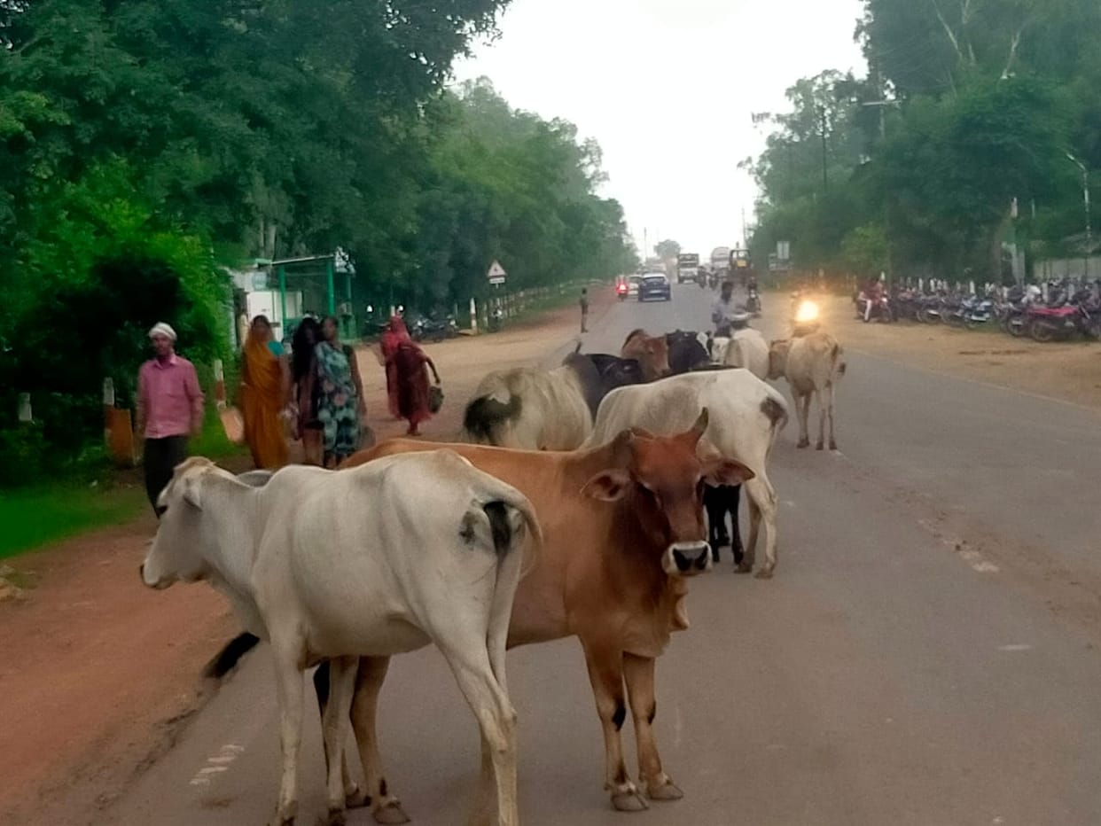 The state's largest cow sanctuary will be built on 800 acres in Damoh