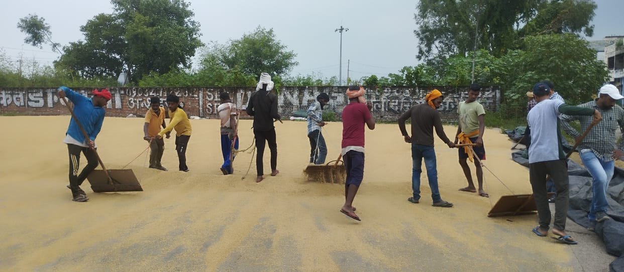 Paddy procurement slows down after rain, rice millers also failed