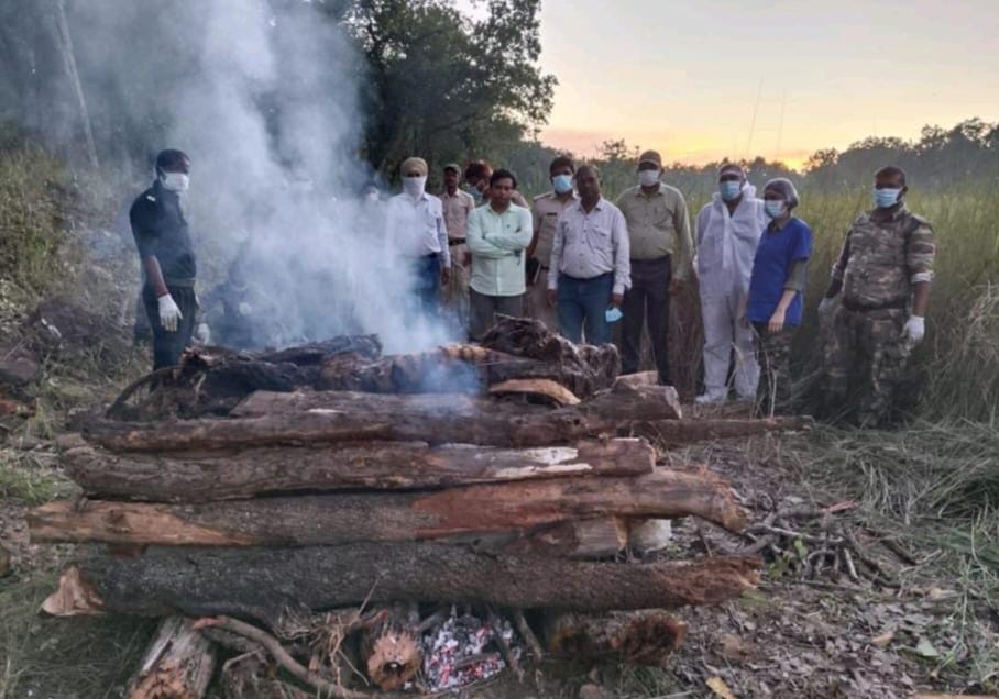 बाघ का अंतिम संस्कार करते हुए अधिकारी