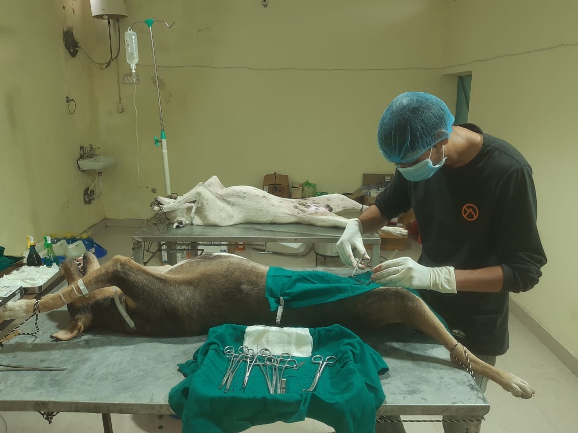 Sterilization of stray dogs started in Una