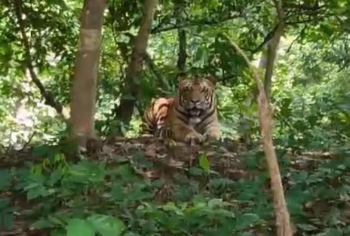 Passersby were thrilled to see a tiger resting on the side of the jungle road