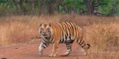 टाइगर रिजर्व में घूमता बाघ