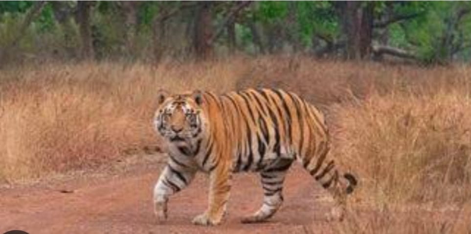 Veerangana Rani Durgavati Tiger Reserve opened for tourists in Damoh