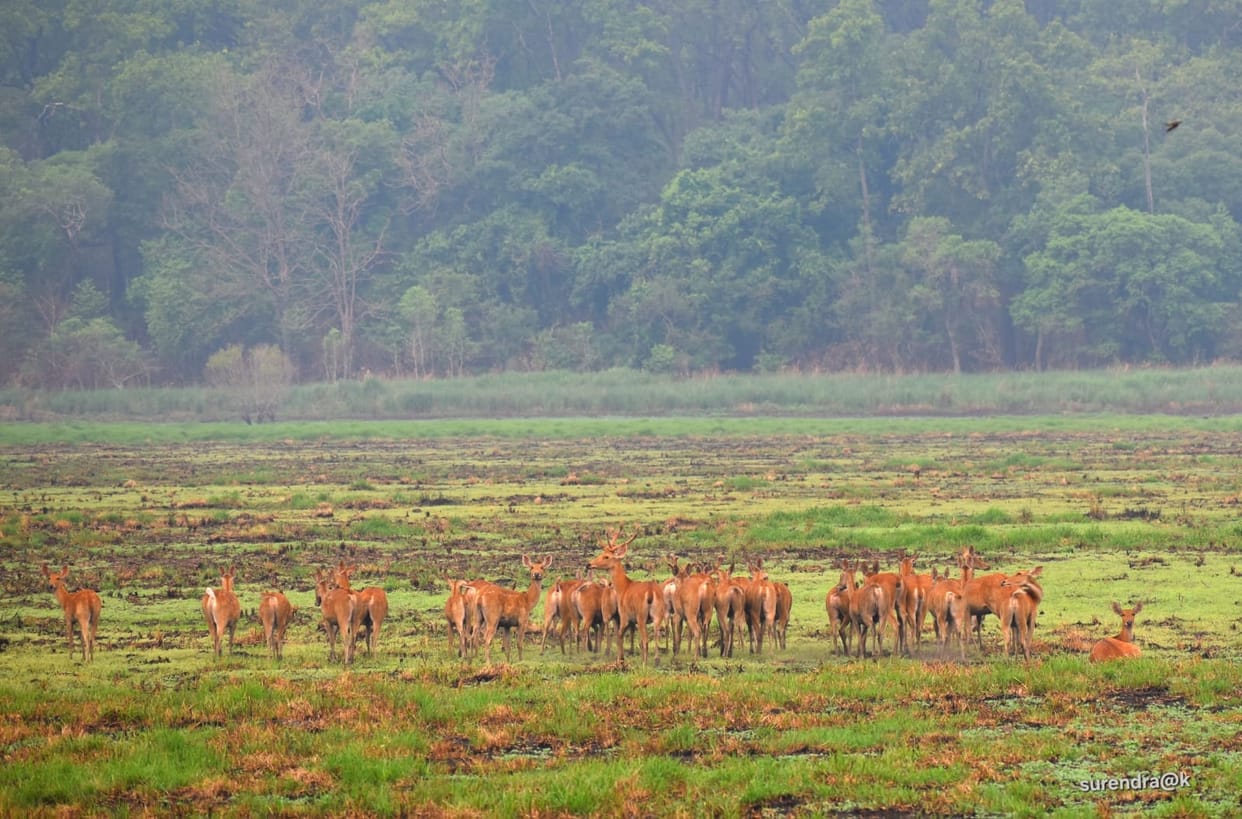 Dudhwa is rich not only in natural beauty but also in biodiversity.