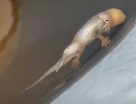 Lizard found dead in the water cooler of KM College