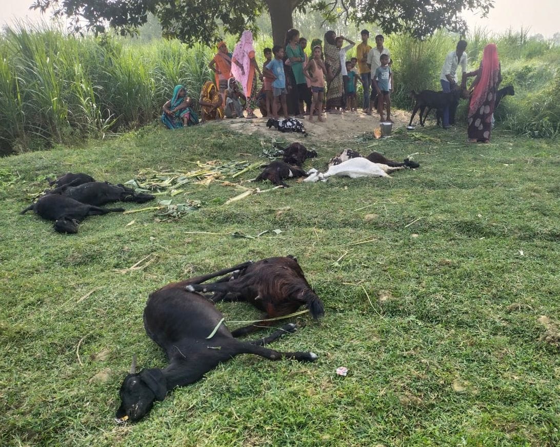 10 goats died due to poisoning in the field, four serious