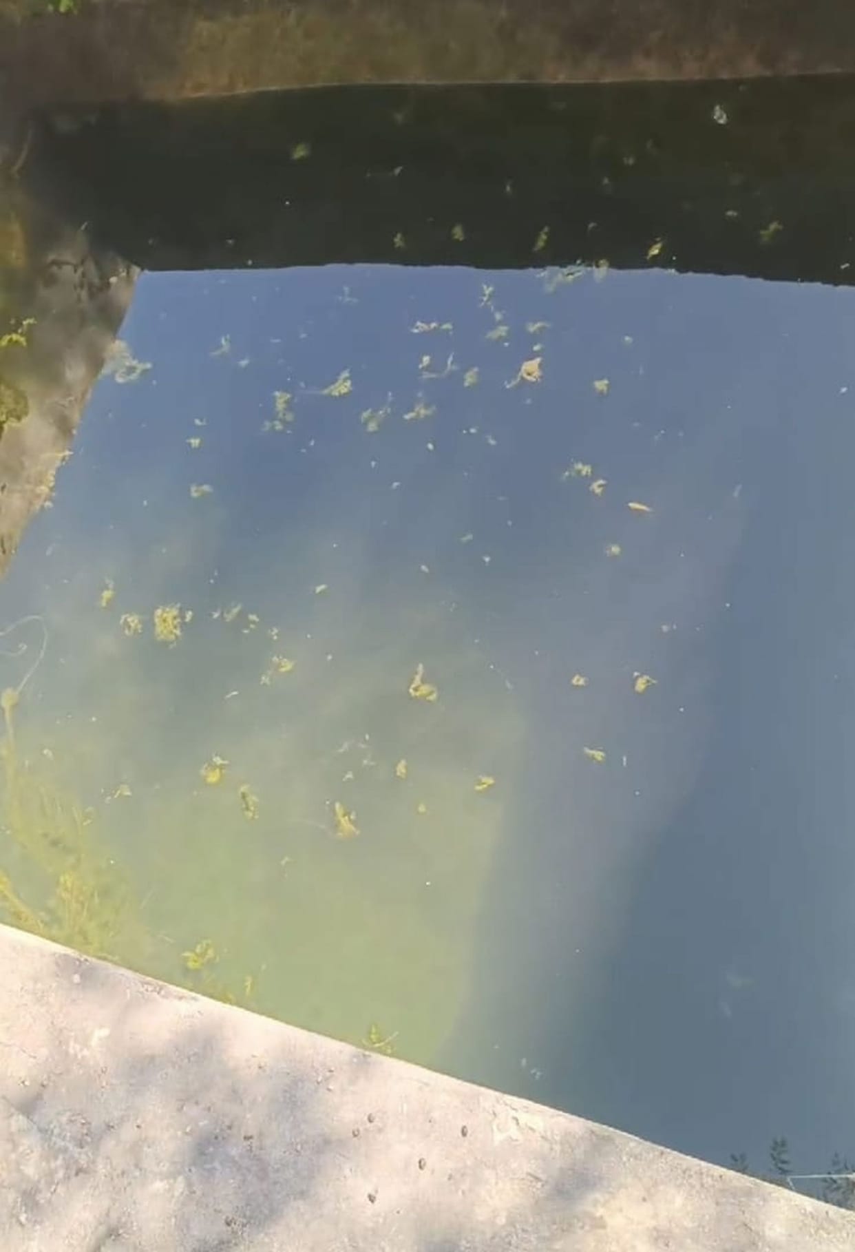 Cattle were bathed in drinking water tank, people got angry, video sent to department