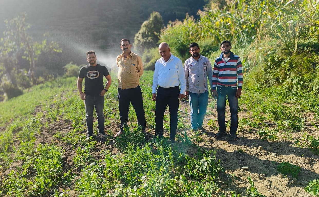 If yellow rust is seen in peas, farmers should inform the department