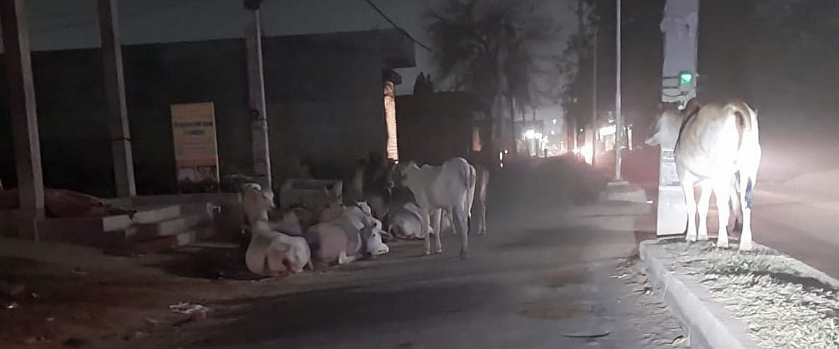 Drivers fear accidents due to abundance of helpless animals