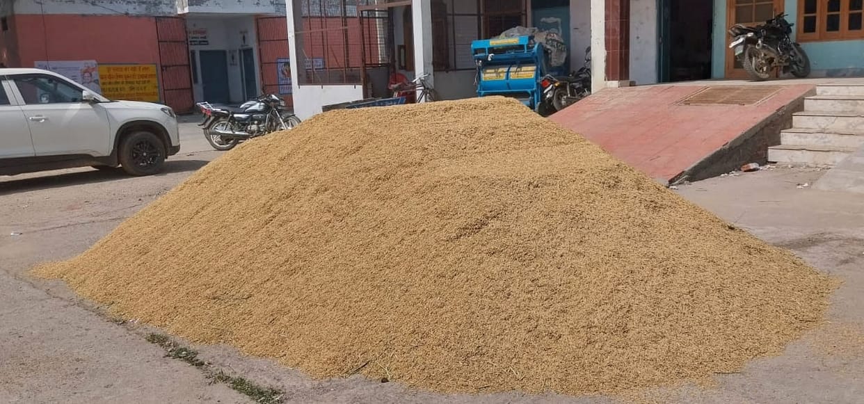 Prices of paddy 1509 are getting lower than last year