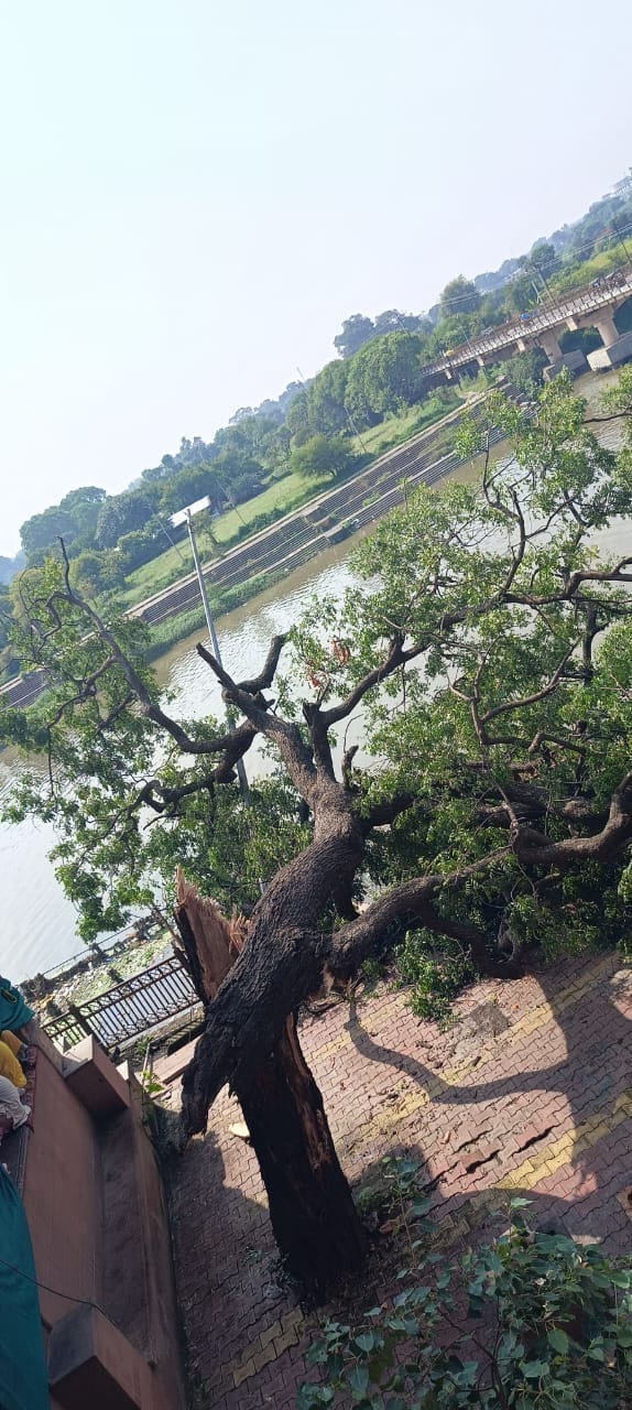 Ujjain News: a tree had fallen in the Mangalnath temple complex in the morning