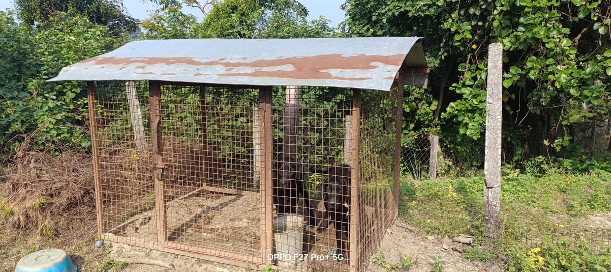 Leopard devoured two dogs, rest of the dogs had to be kept locked in the cage