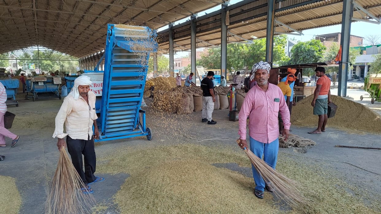 Paddy arriving in the markets, being purchased privately due to moisture