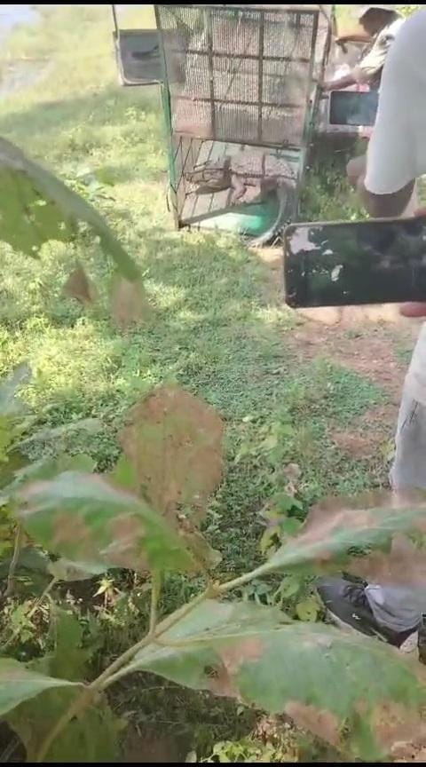 Damoh 20 cock-eating crocodiles were caught in a cage, rescued and released in Sigurgarh reservoir