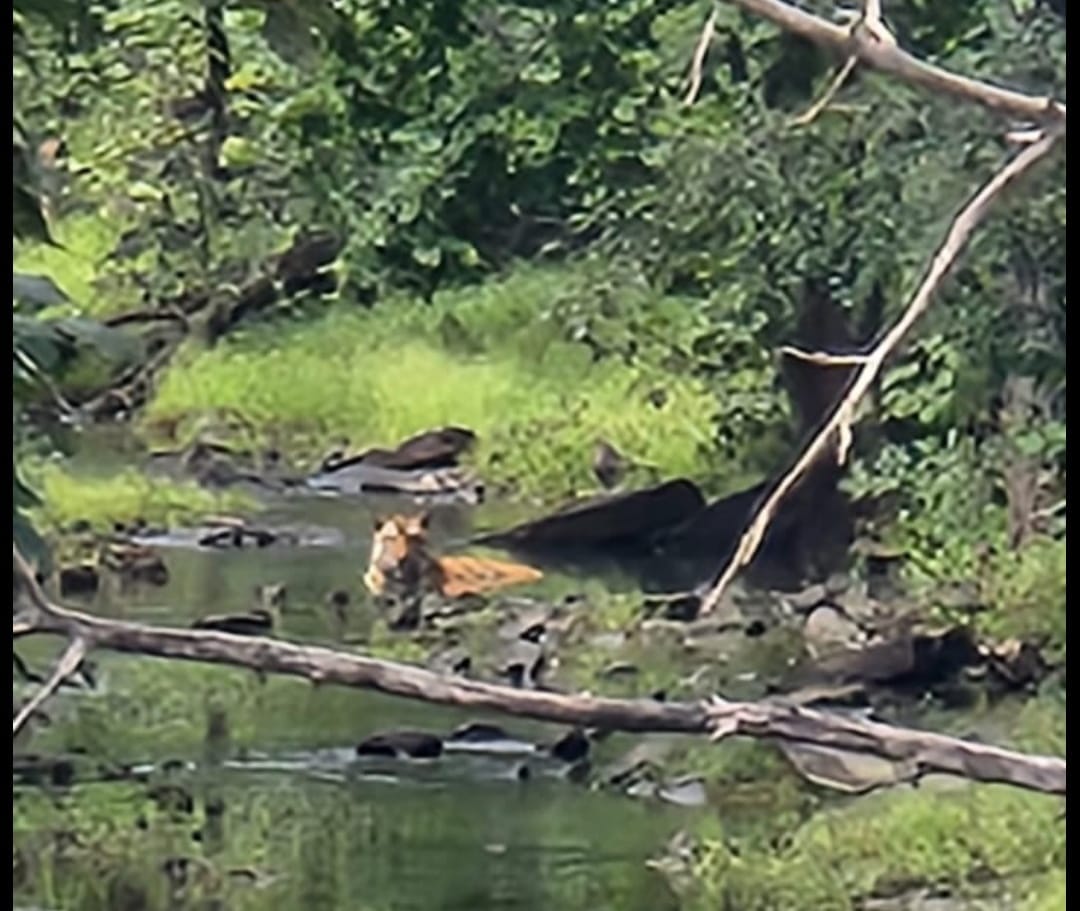 Damoh Tigers are reaching among humans, first on the road