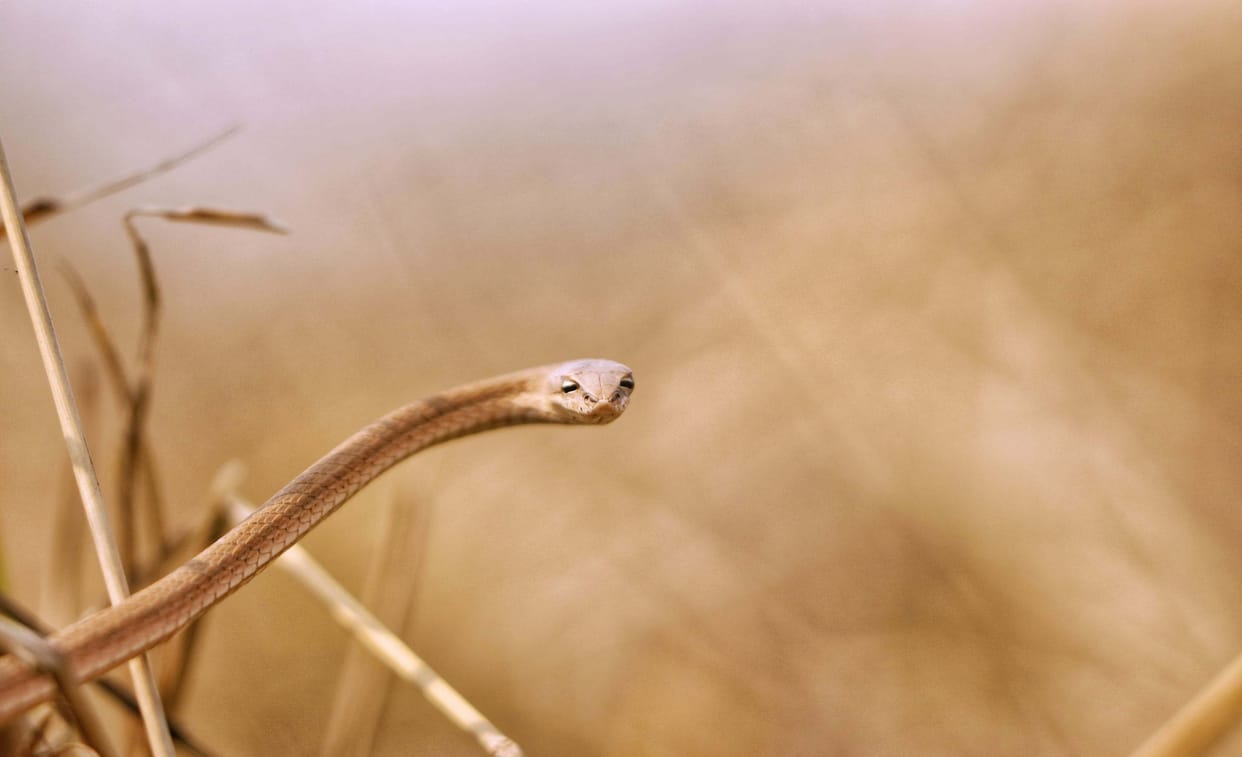Rare species 'Green Vine' snake seen for the first time in Dudhwa