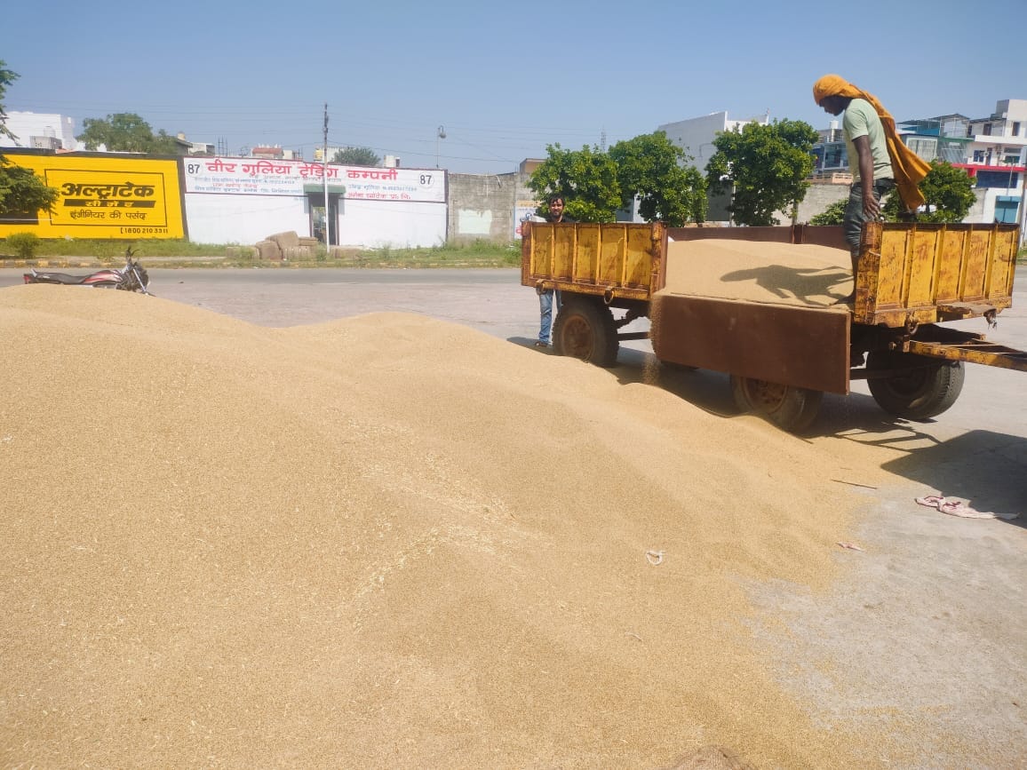 6 thousand quintals of millet reached Jhajjar grain market, not purchased