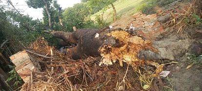 Ayodhya News: Rain accompanied by strong storm, elderly man dies due to falling of tree Heavy rain and storm caused the death of an old man due to a tree falling on him