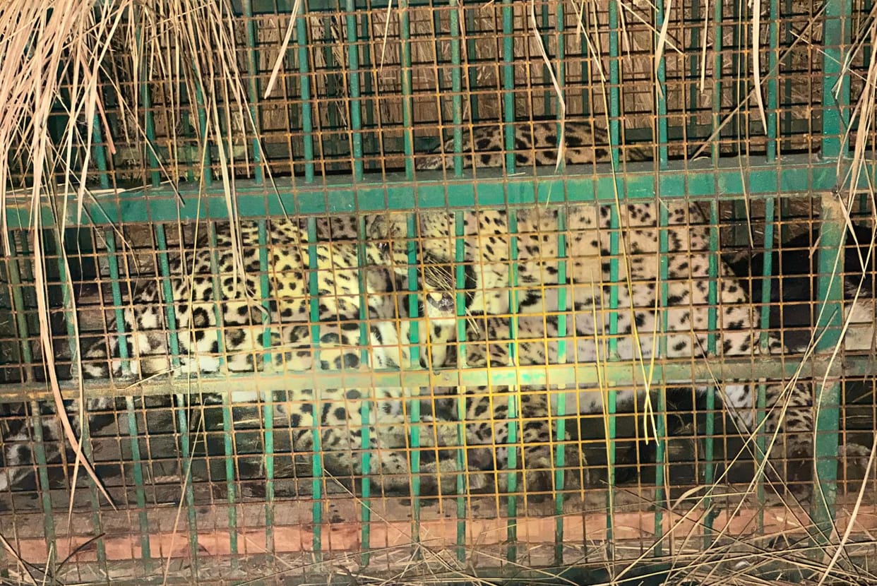 Another leopard captured in cage in Pachasa village