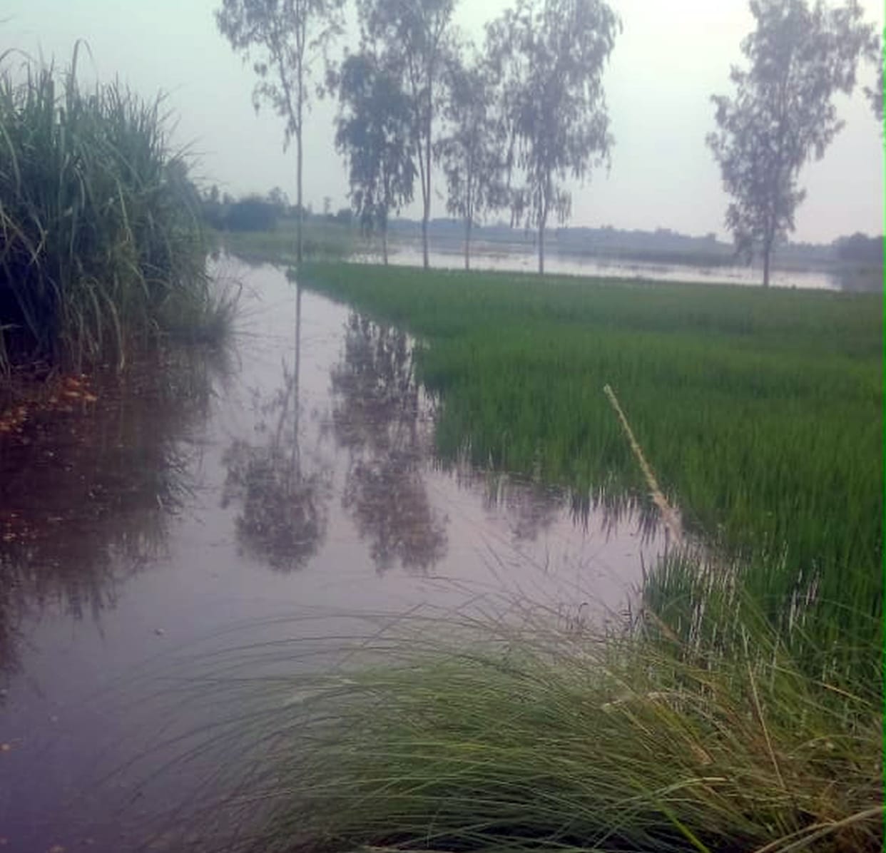 50 bigha crop drowned due to surge in Tamsa river