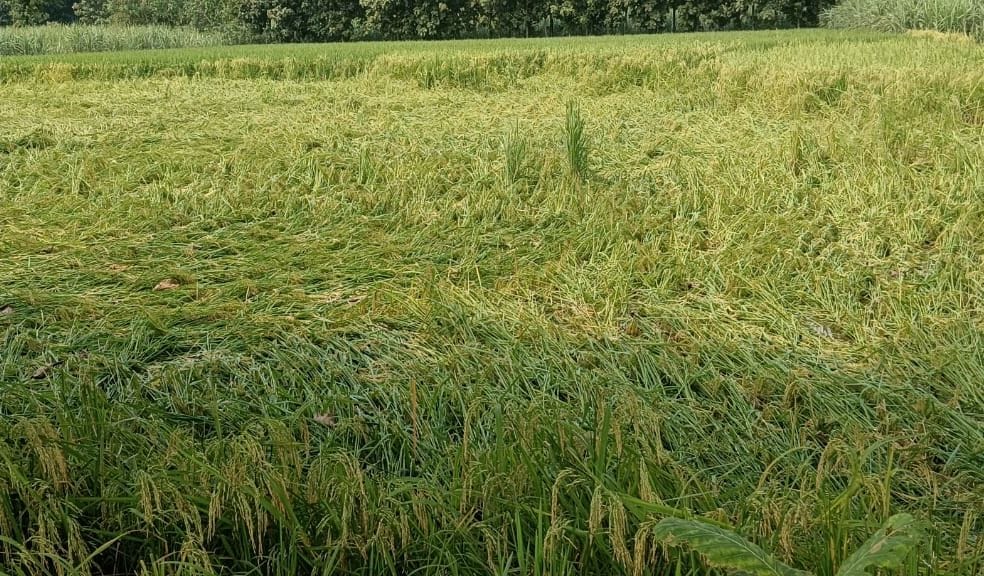Fields filled with water due to rain, crops fell