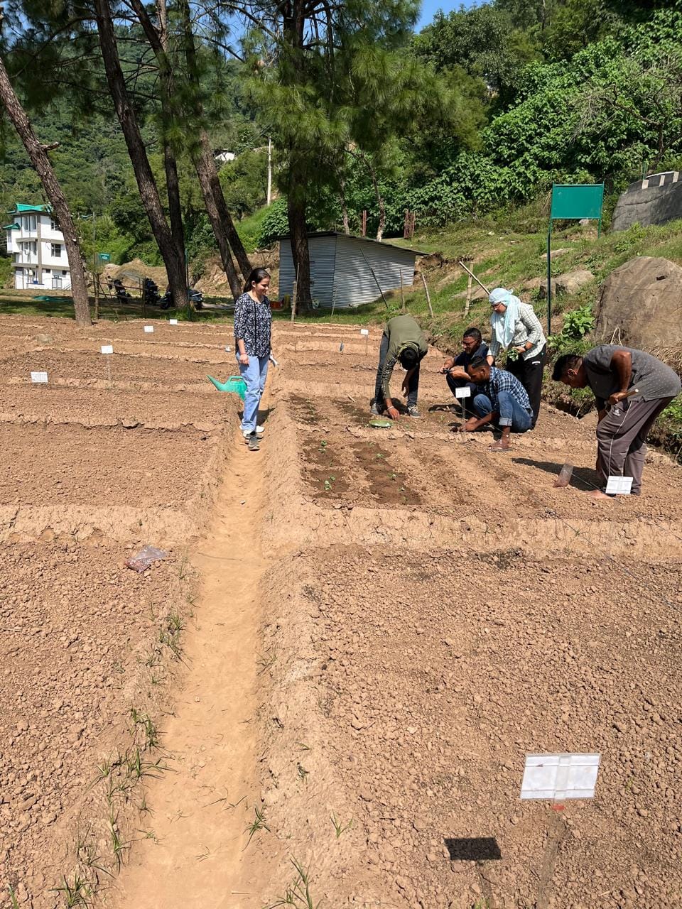 Soil also becomes healthy due to natural farming, yield increases by 20 percent