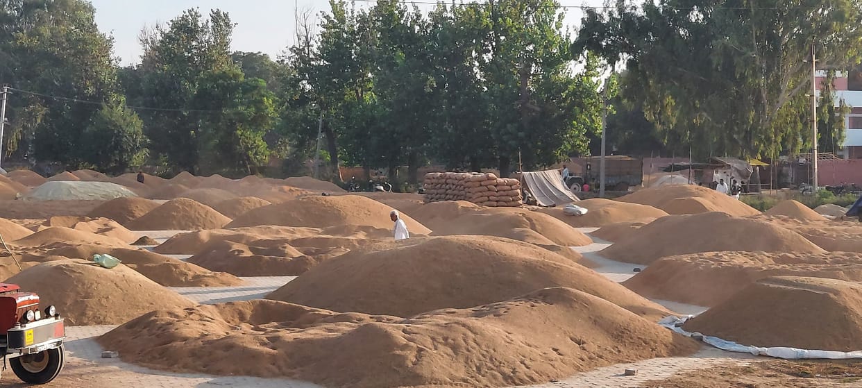 Arrival of paddy reduced, waiting for buyers