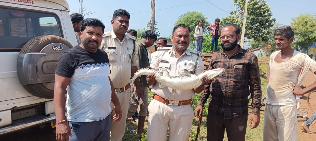 There was a three feet long crocodile in the septic tank of the house