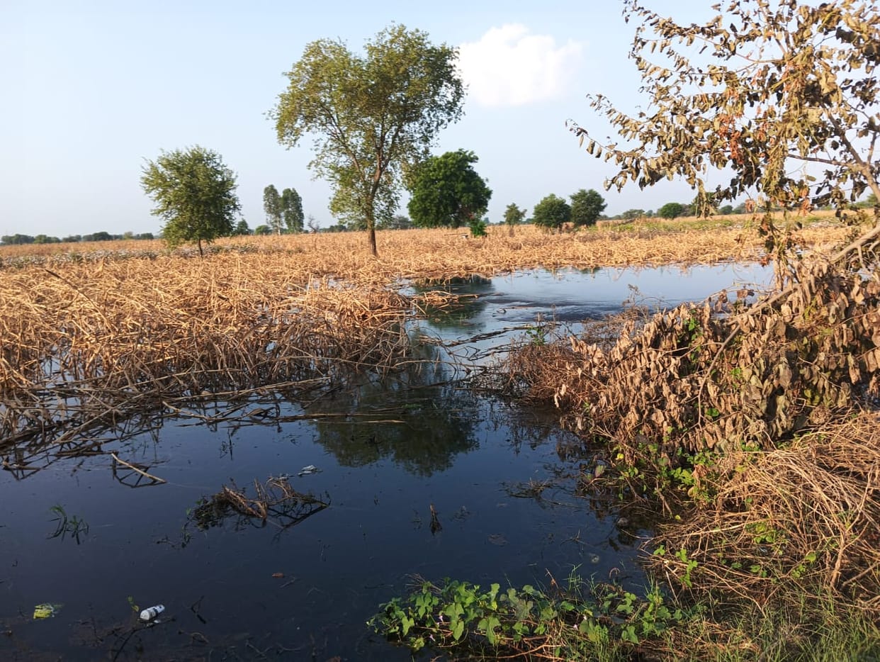 The fields of Goriya village are still filled with water.