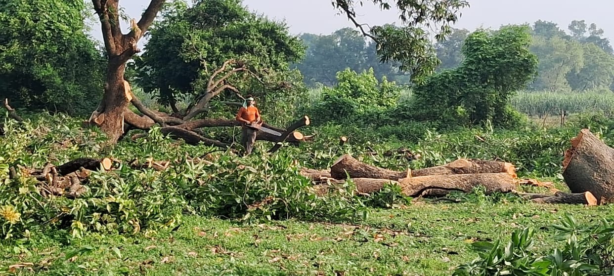 50 fruit trees were destroyed amidst claims of greenery