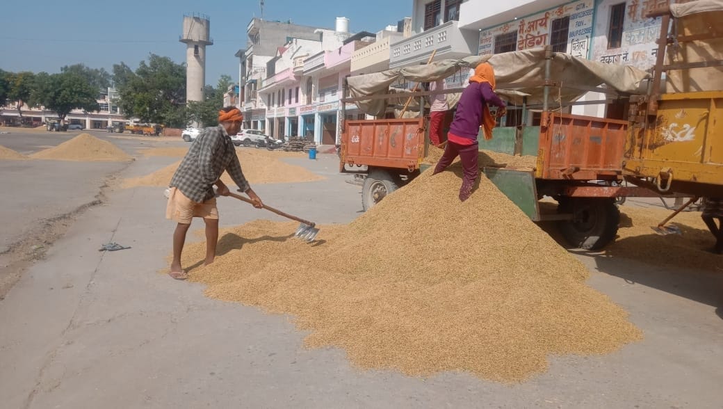 Procurement of PR paddy started, Hafed bought 759 quintals of paddy