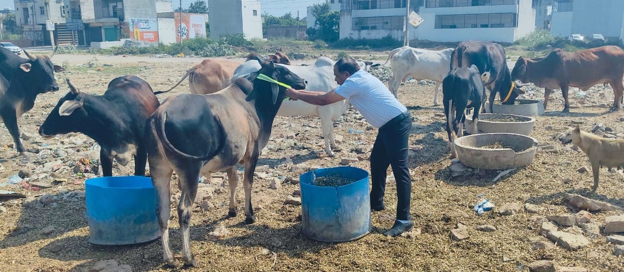 BVP tied reflector strip around the neck of the cow.