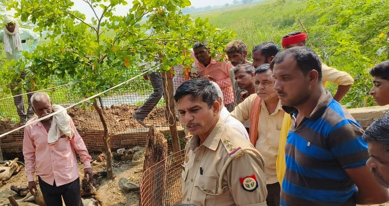 38 sheep kept in enclosure were killed by wild animal