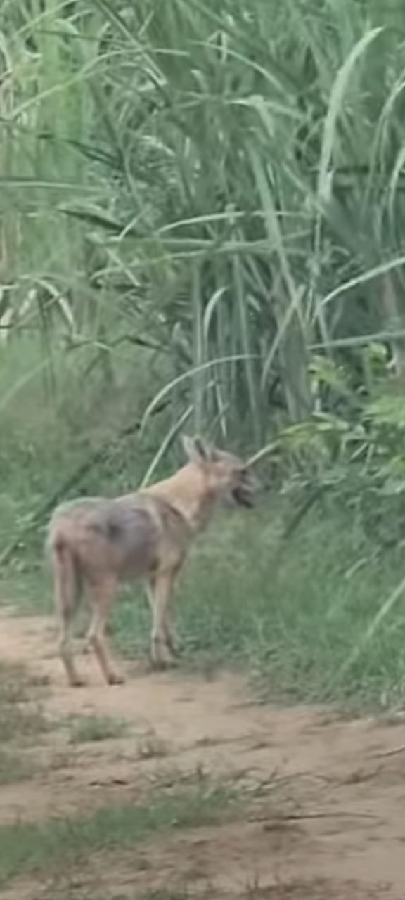 Wolf seen near sugarcane field, panic among villagers