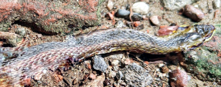Painted keelback snake seen in Dudhwa after 117 years