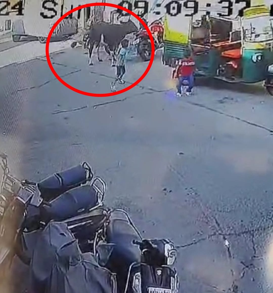 After dogs in Ujjain, now there is terror of stray cattle In madhya pardesh