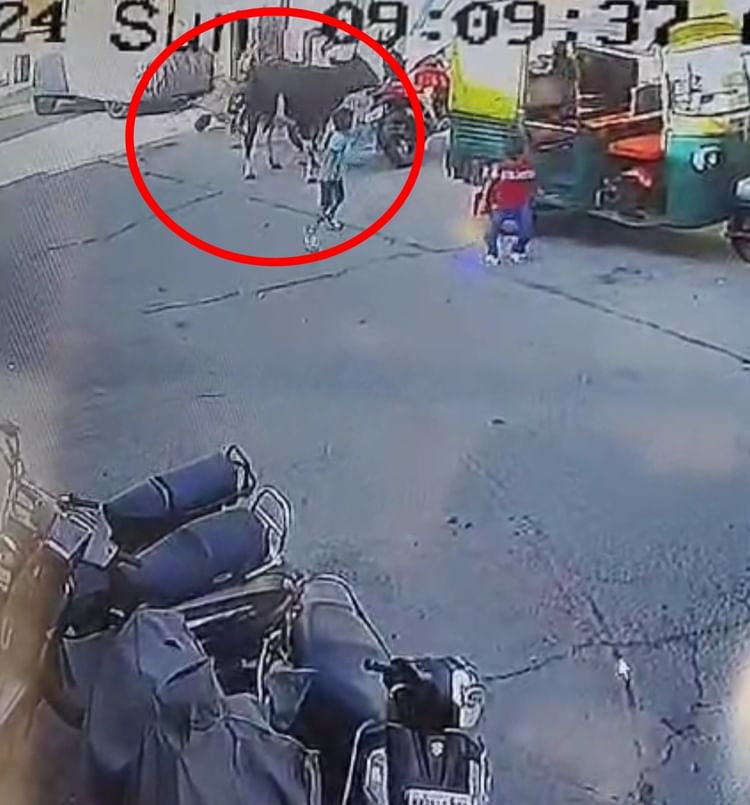 MP: उज्जैन में कुत्तों के बाद अब आवारा मवेशी का आतंक, तीन दिन पहले कुत्ते की दहशत से गई थी मासूम की जान