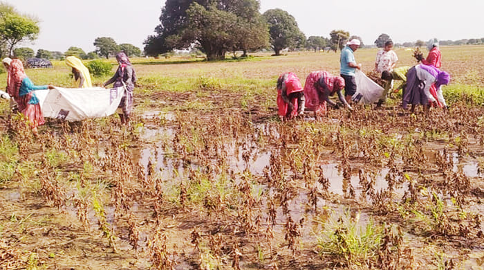 The departing monsoon put farmers in trouble soybean production was limited to 1-2 quintal bigha