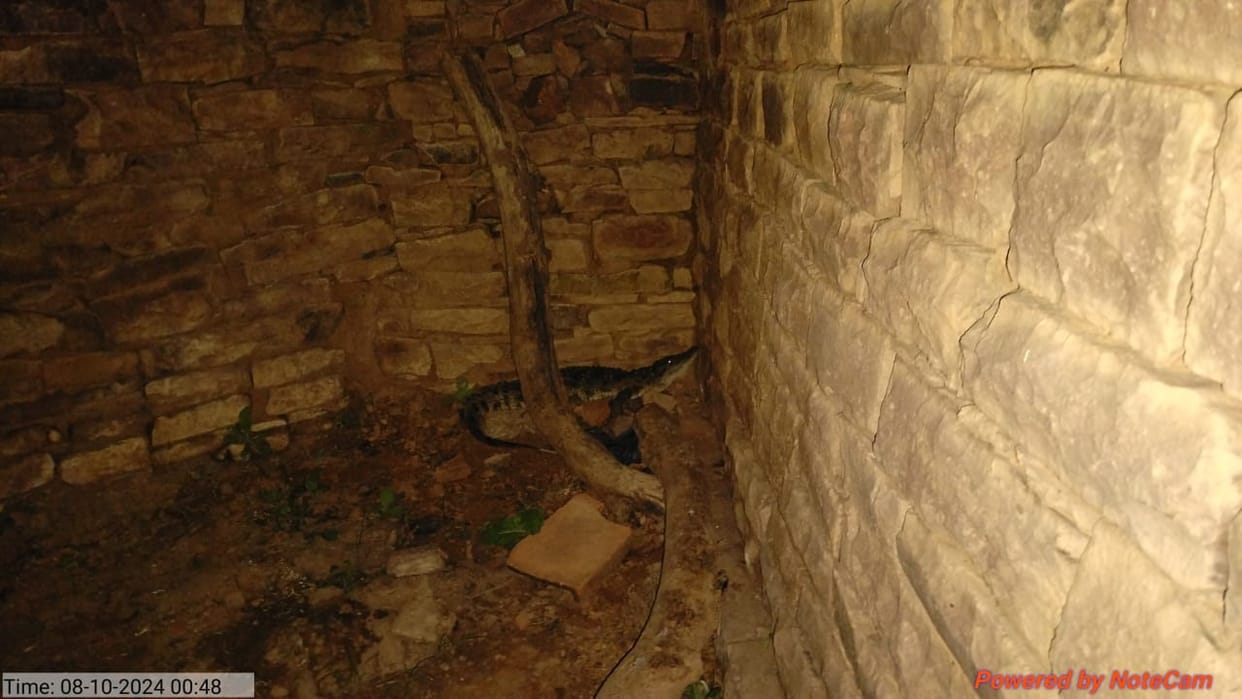 Damoh Five feet long crocodile entered the house in Simri Khurd village, panic among villagers