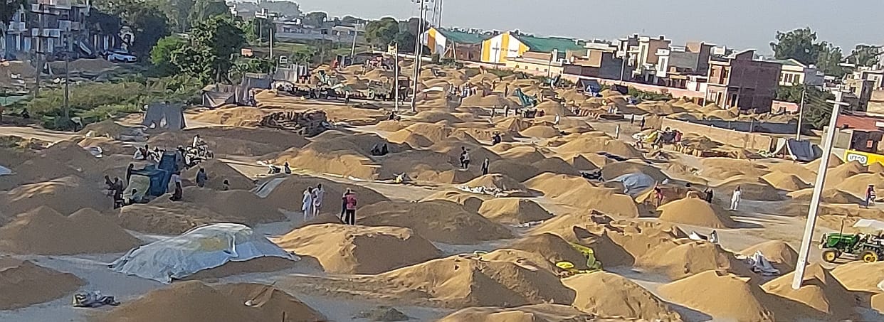 1.81 lakh quintals of PR paddy arrived