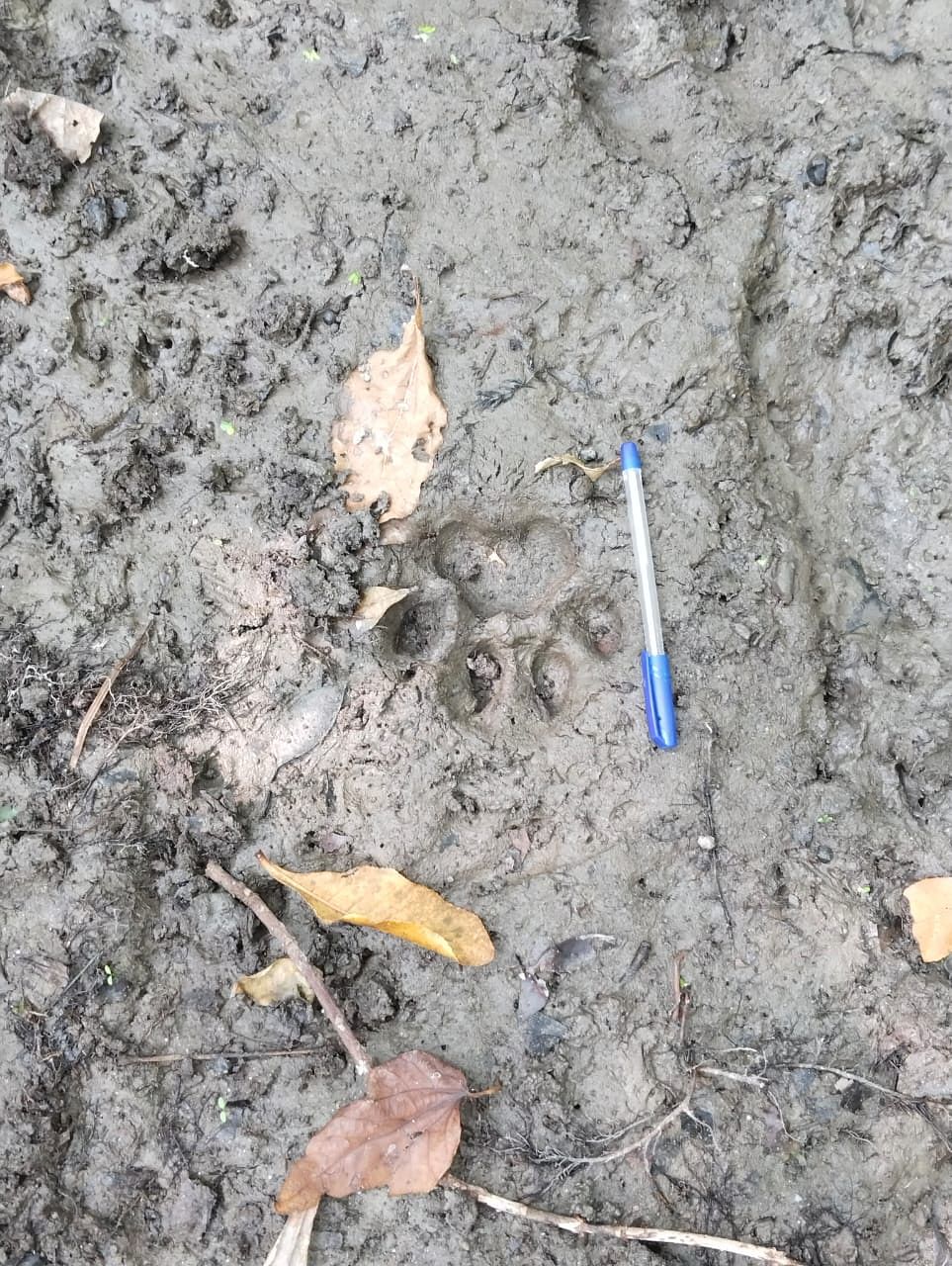 Leopard footprints found in Indira Park, monitoring through thermal drone