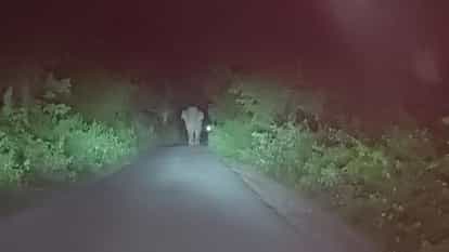हरिद्वार रेलवे ट्रैक पर आ गया हाथी, धीमी करनी पड़ी ट्रेन की रफ्तार, जानें पूरा मामला