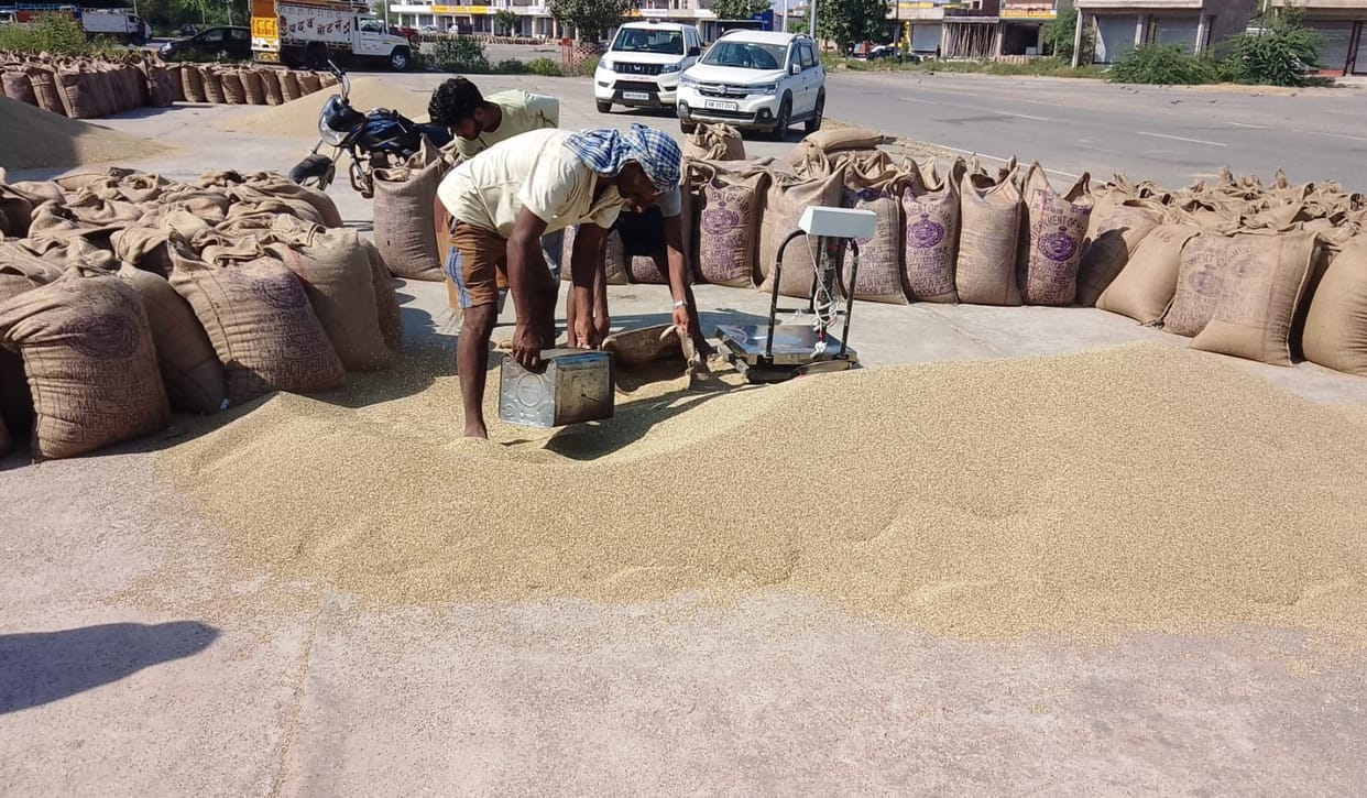 525248.9 quintals of millet has arrived in the district so far