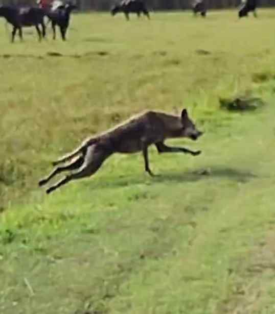 30 injured in wild animal attacks